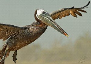 Better BiFs – Making Great Bird-in-Flight Images