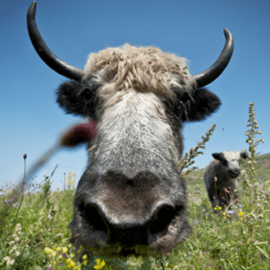 TWiP #232 – There’s A Yak For That