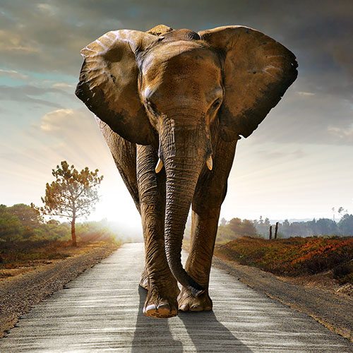TWiP 323 – How to Feed an Elephant