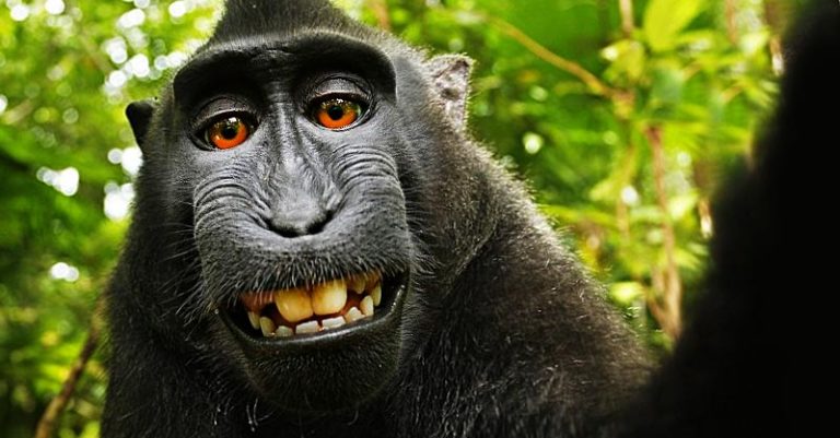 TWiP 373 – Monkey Business