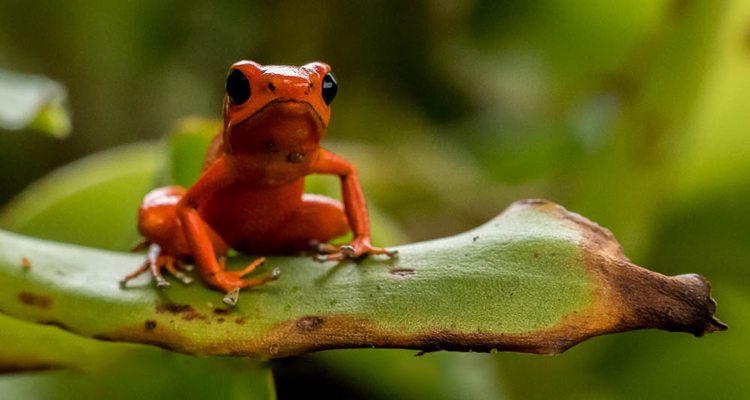 Your Itinerary 08: Wildlife around the World with Kevin Loughlin