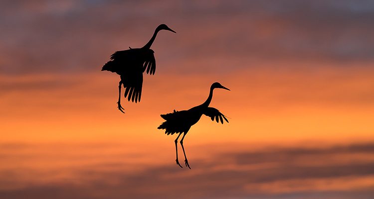 Your Itinerary 11: Digiscoping for wildlife with Tara Tanaka