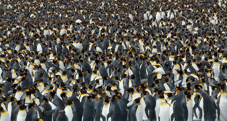 Your Itinerary 17: Photographing Antarctica