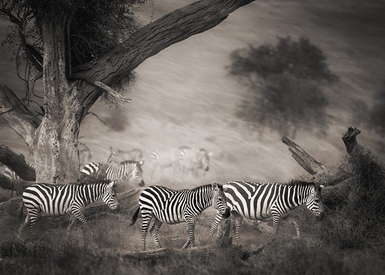 TheFIX 004: Wildlife Photography in Black and White with Laurie Rubin