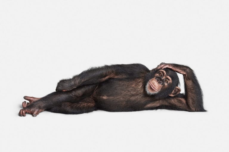 Photographing the Animal Kingdom