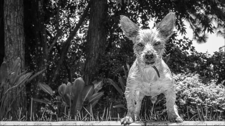 Photo Critique 114 – Our Pet’s Lives!