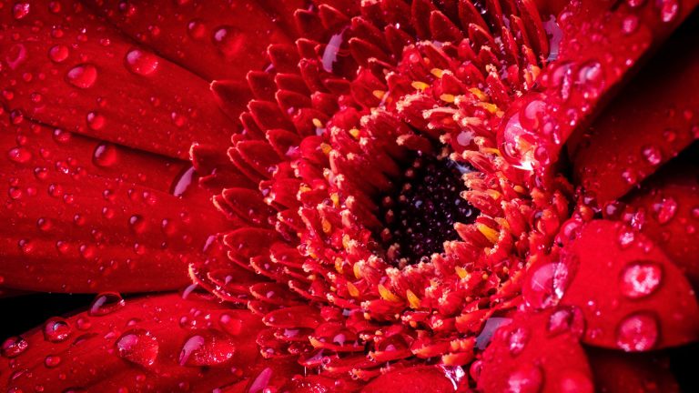 Photo Critique 137 – FLOWERS!