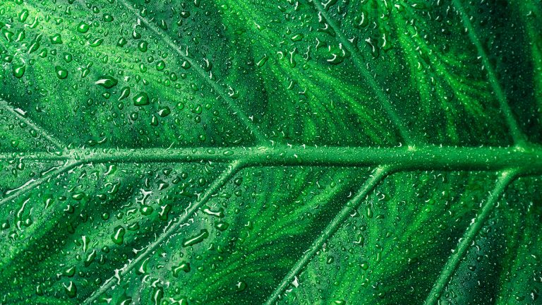 Photo Critique 146 – BOTANICAL