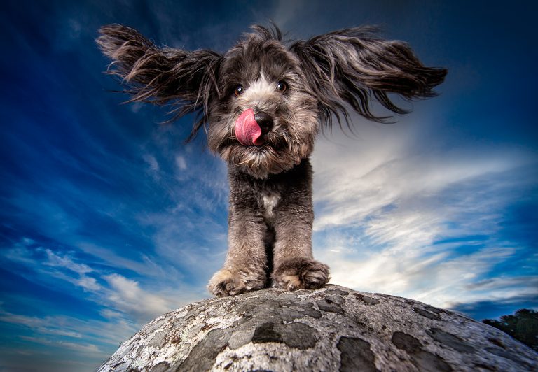 Dog Breath Photography!