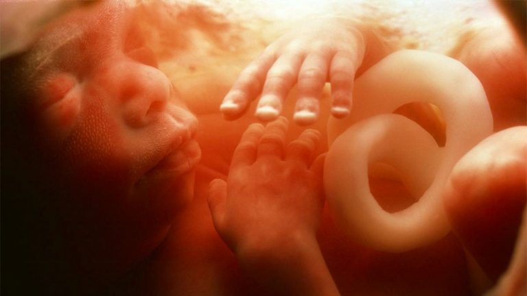 Photographing Inside the Body, with Alexander Tsiaras’ StoryMD