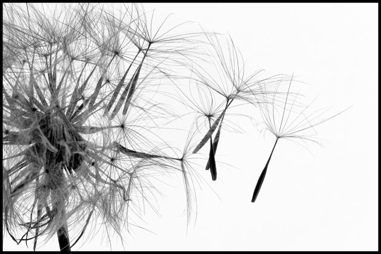Celebrating Photo Critique 200!